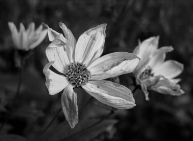 Bahçedeki güzel çiçekler