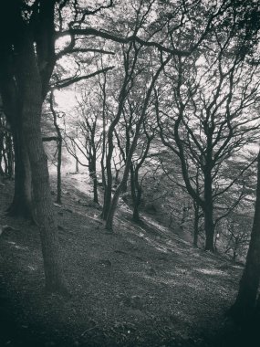 ormanda güzel ağaçlar