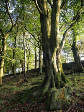 ile pennine yamacında ormanlık ormanda antik kayın ağaçları 