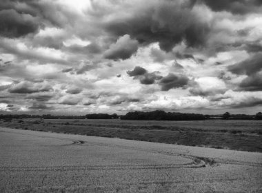 Buğday tarlası olan güzel bir manzara.