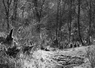 Ormanın siyah ve beyaz