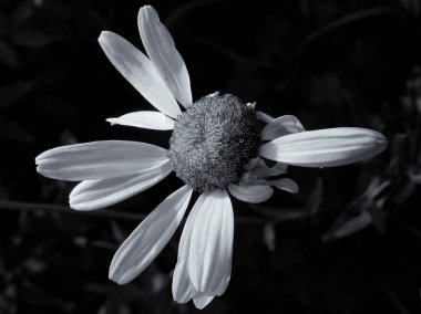 Siyah arka planda beyaz çiçek