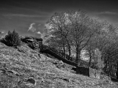 Dağlarda ağaçlarda