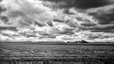 Buğday tarlası olan güzel bir manzara.