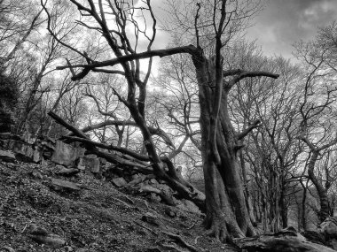 Ormanda sonbahar ağaçları