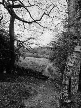 Parktaki yaşlı ağaçlar