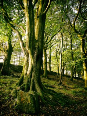 Parktaki yeşil orman