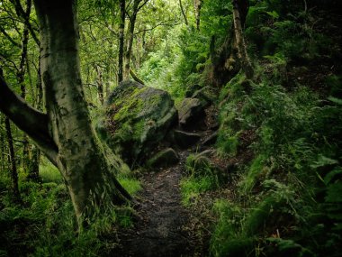 Ormanda yeşil ağaçlar