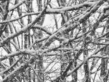 Ağacın kış dalları