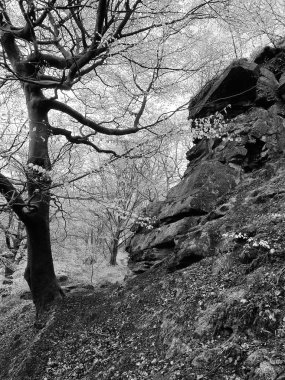 Ormandaki bir ağacın siyah beyaz fotoğrafı.
