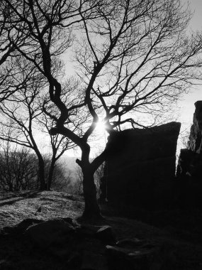 Parktaki bir ağaçta siluet