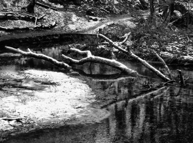 Nehirde kışın devrilen ağaç