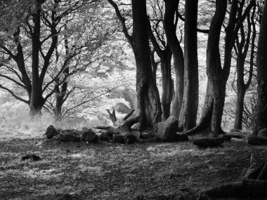 Ormandaki yaşlı ağaçlar