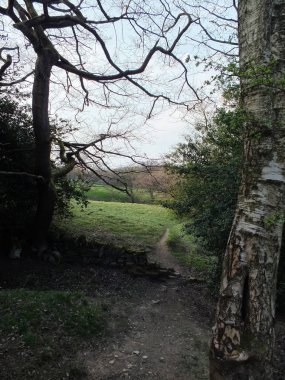 Ormanda sonbahar ağaçları