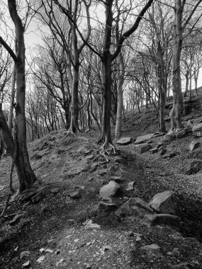 ormanda güzel ağaçlar