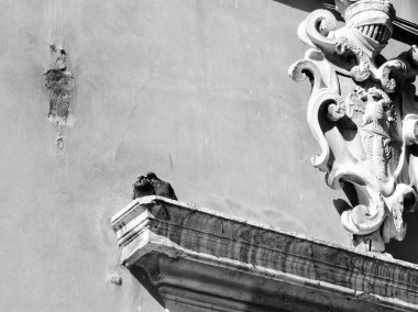 Kuşlar ön cephede otururlar siyah beyaz 