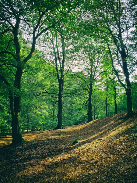 Waldlichtung in abfallendem Hügelland mit Sommerbuche — Stockfoto