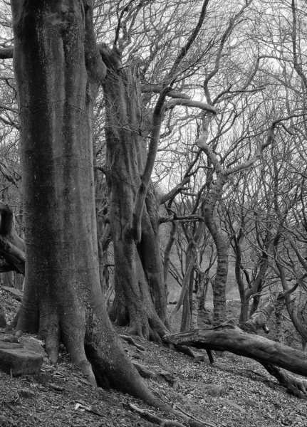 Foto Bianco Nero Albero Nel Parco — Foto Stock