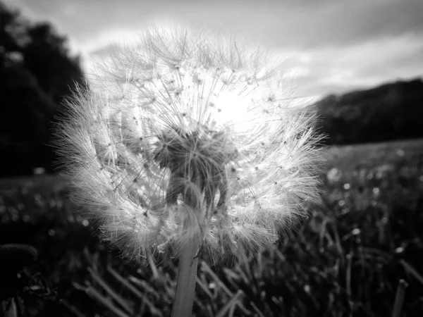 Monochrome Image Dandelion Clock Illum3By Sub — Stock Photo, Image