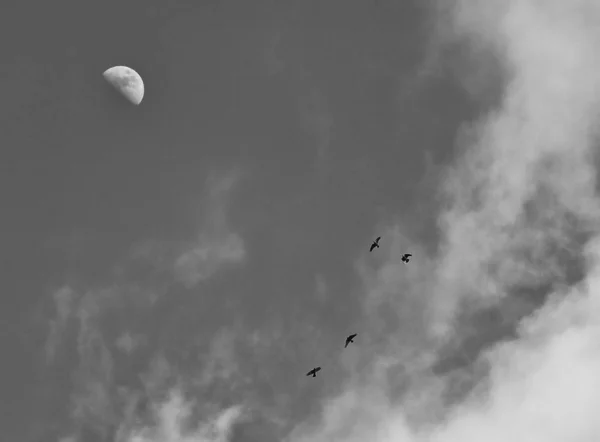 Pájaros Volando Cielo Con Nubes — Foto de Stock