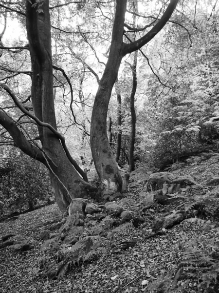 Black White Landscape Slightly Tinted Rocky Foot Path Forest — Stok fotoğraf