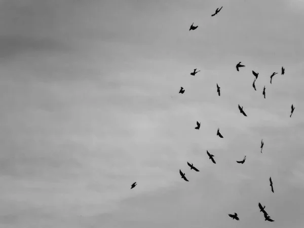 Rebanho Pássaros Voando Céu — Fotografia de Stock