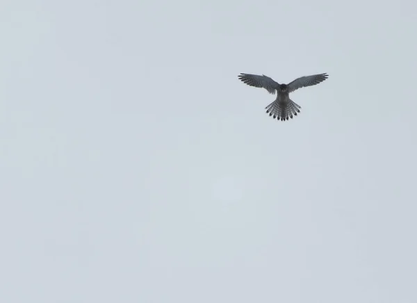 Kestrel Comum Voando Céu — Fotografia de Stock