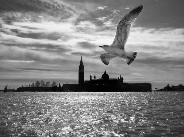 Möwe Fliegt Über Wasser — Stockfoto