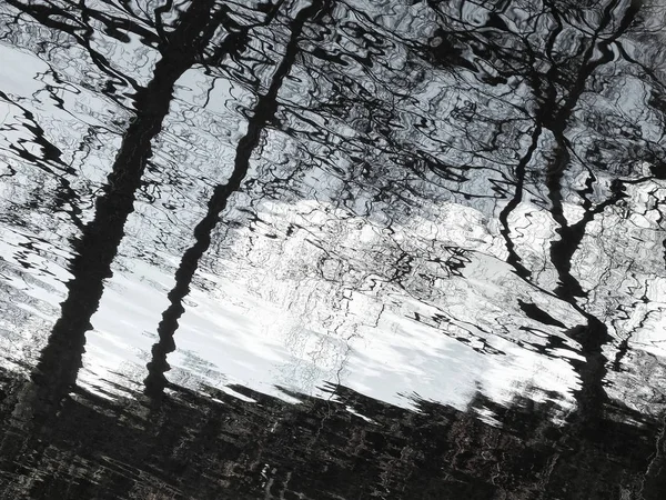 Reflected Trees Water — Stock fotografie