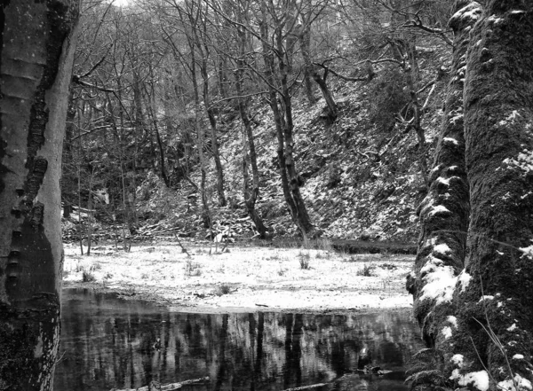 Tél Erdőben — Stock Fotó