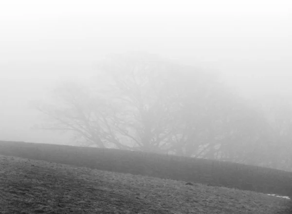 Black White Trees Fog — Zdjęcie stockowe