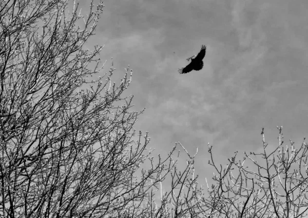 Pájaro Volando Cielo — Foto de Stock