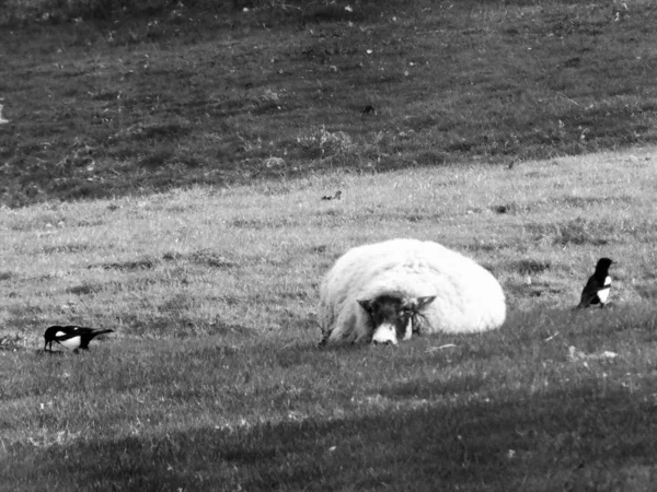 Moutons Blancs Sur Herbe — Photo