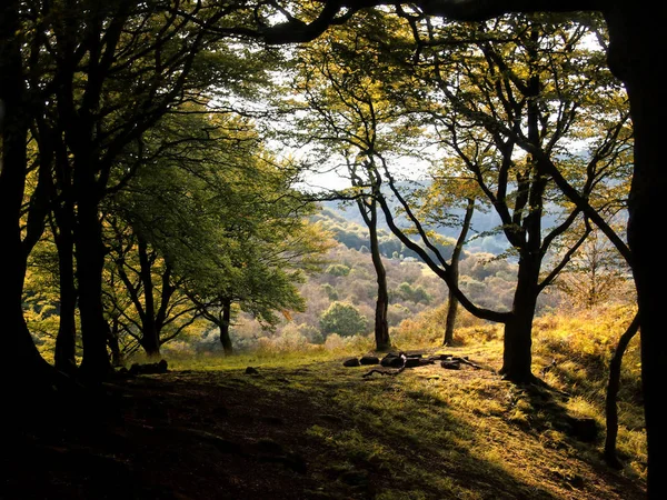 Mýtina v bukovém lese na podzim s poli a kopci v — Stock fotografie