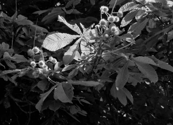 Close Chestnut Leaves — Stockfoto