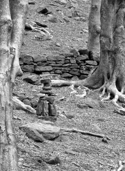 Pedras Floresta — Fotografia de Stock