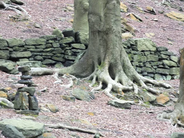 Piedras Bosque — Foto de Stock