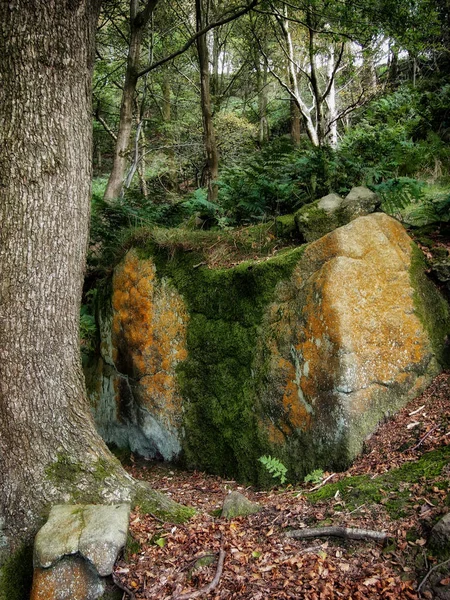 Herfstbomen Het Bos — Stockfoto