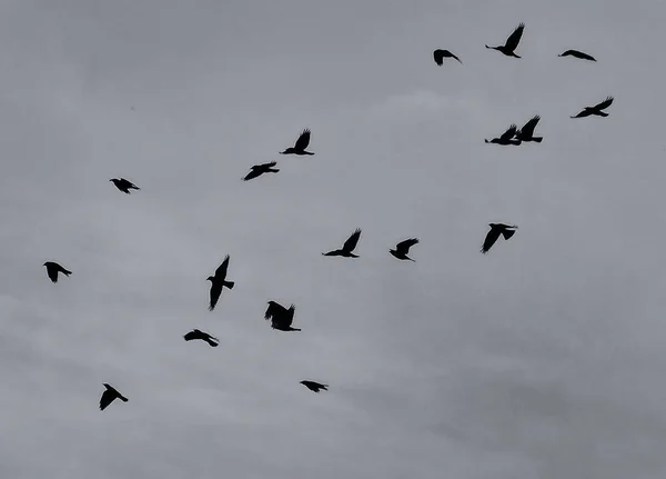 Corvos voadores voltando para casa ao poleiro à noite — Fotografia de Stock