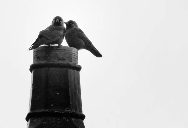 Чорно Біла Фотографія Птахів — стокове фото