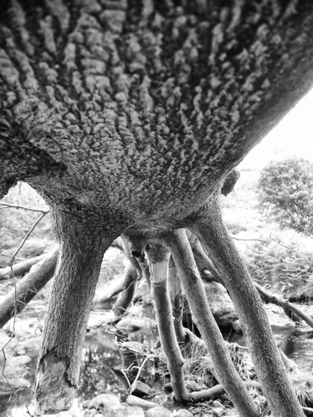 Schwarz Weiß Foto Eines Baumes — Stockfoto