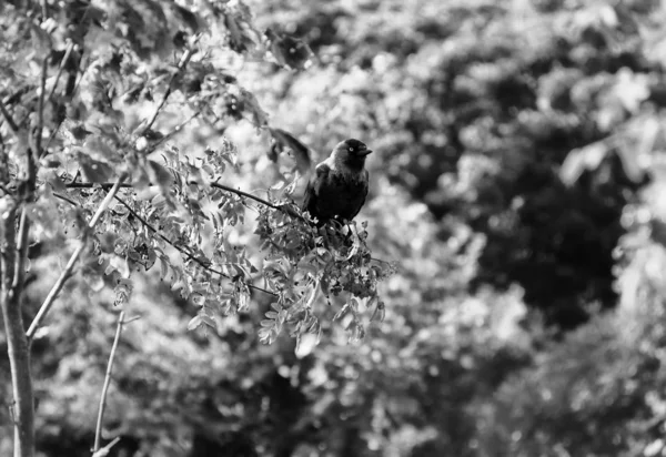 Чорно Біле Фото Птаха — стокове фото