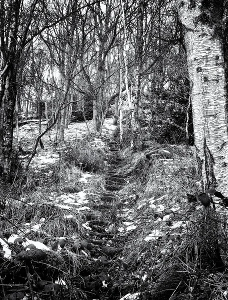 Foto Blanco Negro Árbol —  Fotos de Stock