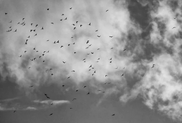 Uccelli Neri Cielo Bianco — Foto Stock
