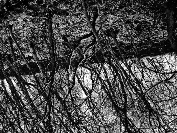 Reflected Trees Water — Stockfoto