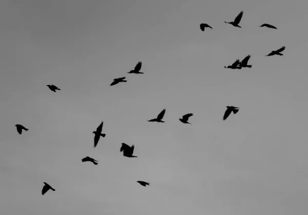 Stormo Uccelli Che Volano Nel Cielo — Foto Stock