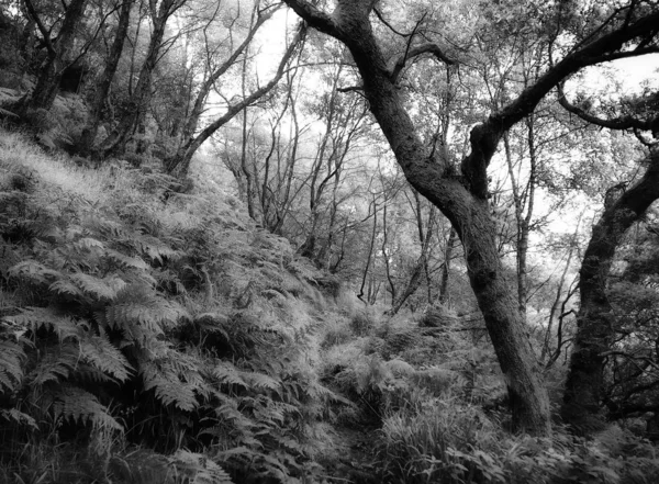 Los Árboles Bosque Flora Natural — Foto de Stock