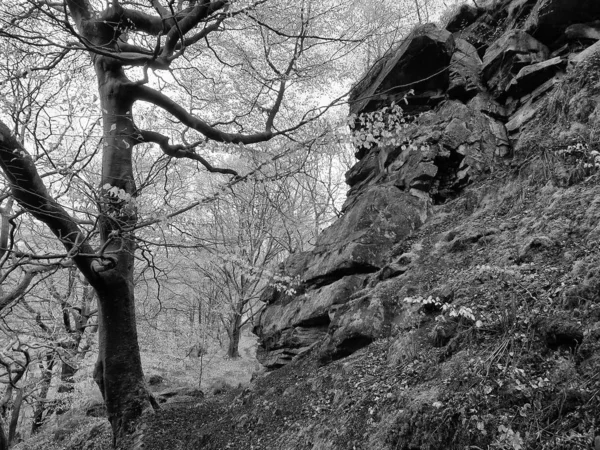 Fekete Fehér Fénykép Egy Fák Erdőben — Stock Fotó