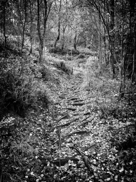 Лісова Стежка Чорно Біла — стокове фото