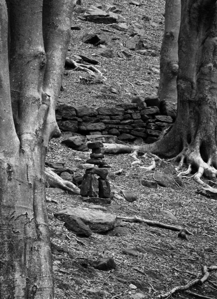 Foto Preta Branca Uns Troncos Árvore — Fotografia de Stock